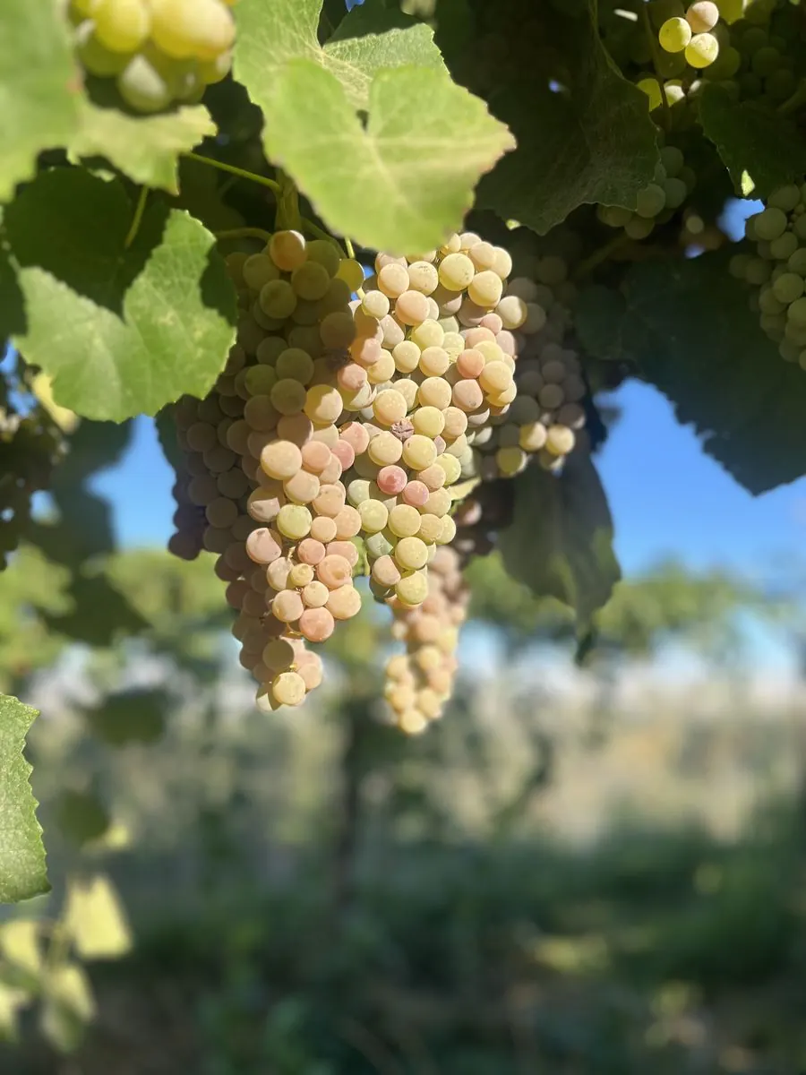 Blush table grapes hanging in the vineyard