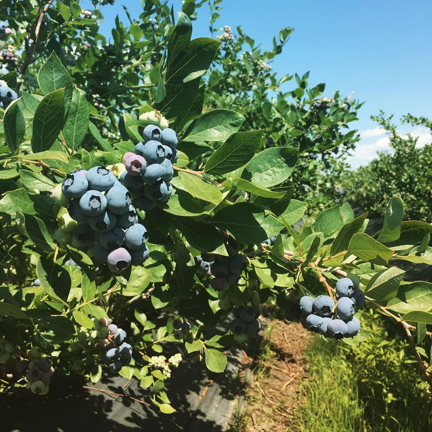 Blueberry clusters against a summer sky