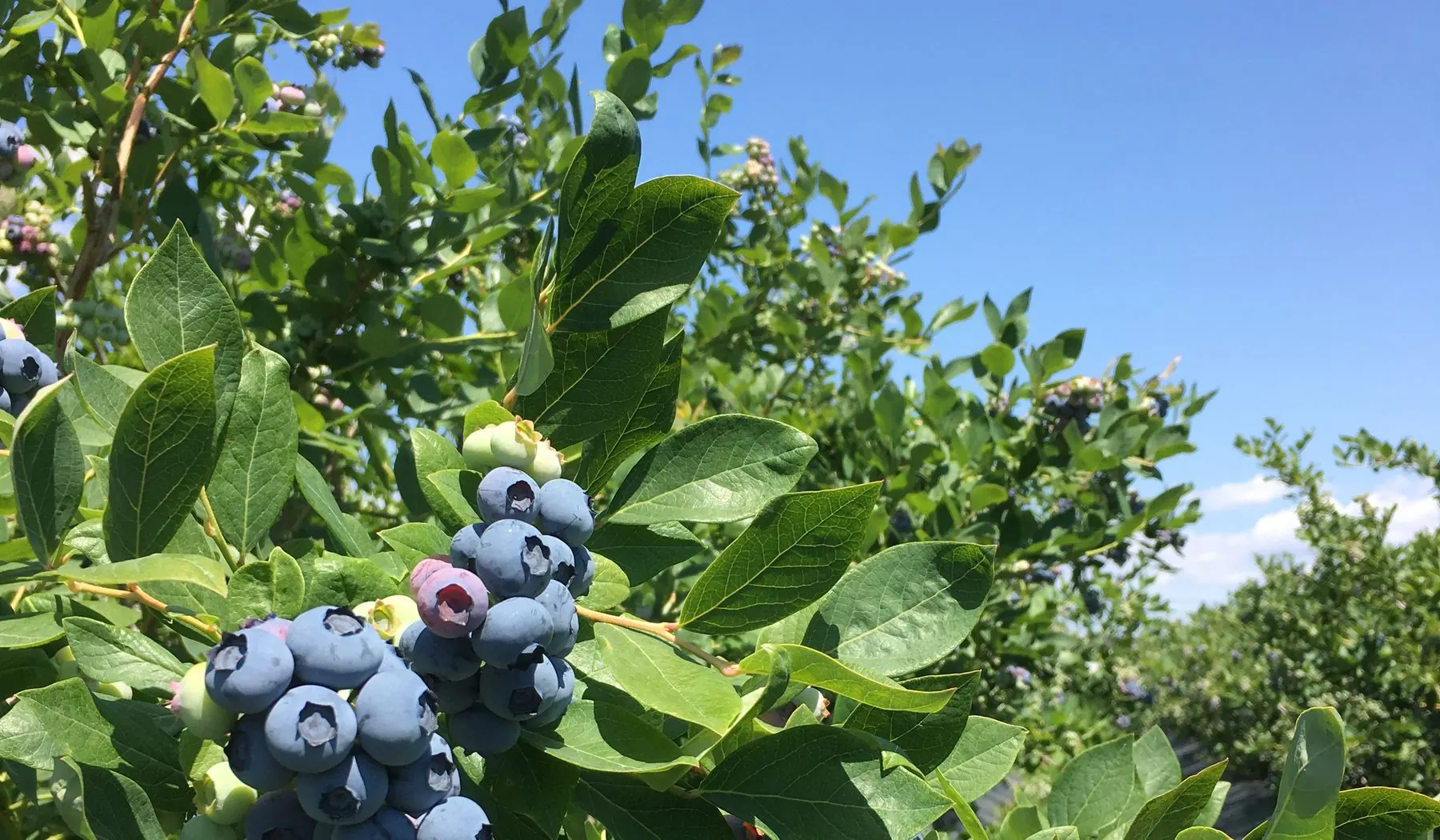 Blueberry bushes loaded with ripe fruit under a blue Yakima Valley sky
