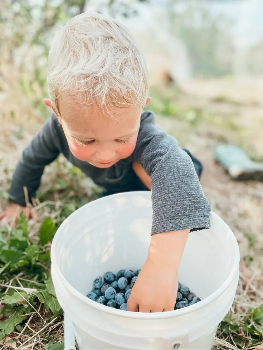 A young picker reaching into a bucket of fresh blueberries