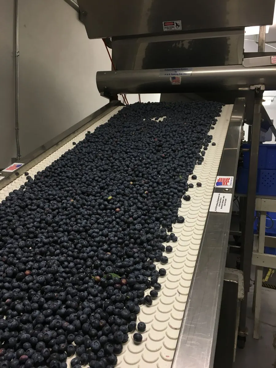 Fresh blueberries moving down the packing line